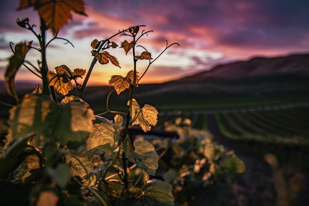 vineyard sunset